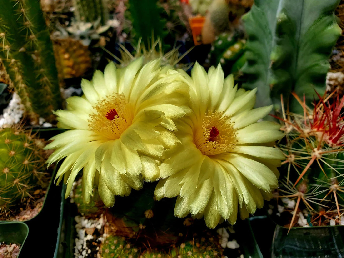 Notocactus ottonis | Parodia ottonis - live plant (clump 4-5 plants)