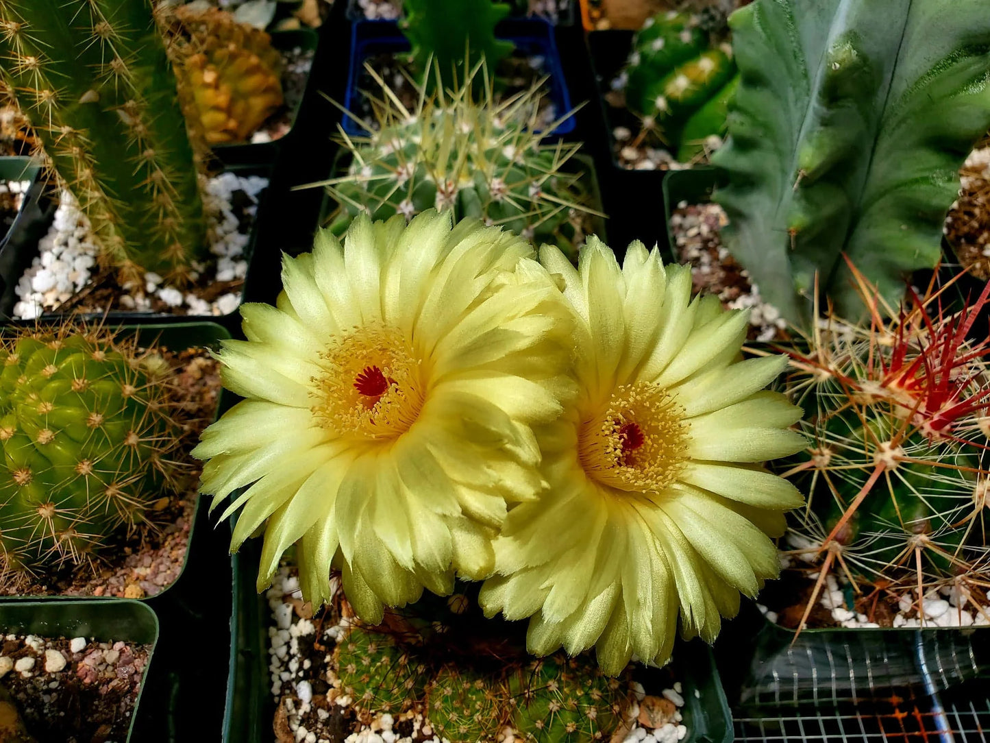 Notocactus ottonis | Parodia ottonis - live plant (clump 4-5 plants)