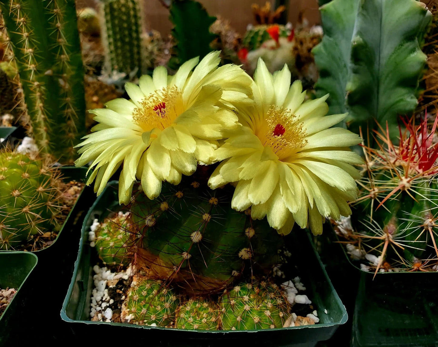 Notocactus ottonis | Parodia ottonis - live plant (clump 4-5 plants)
