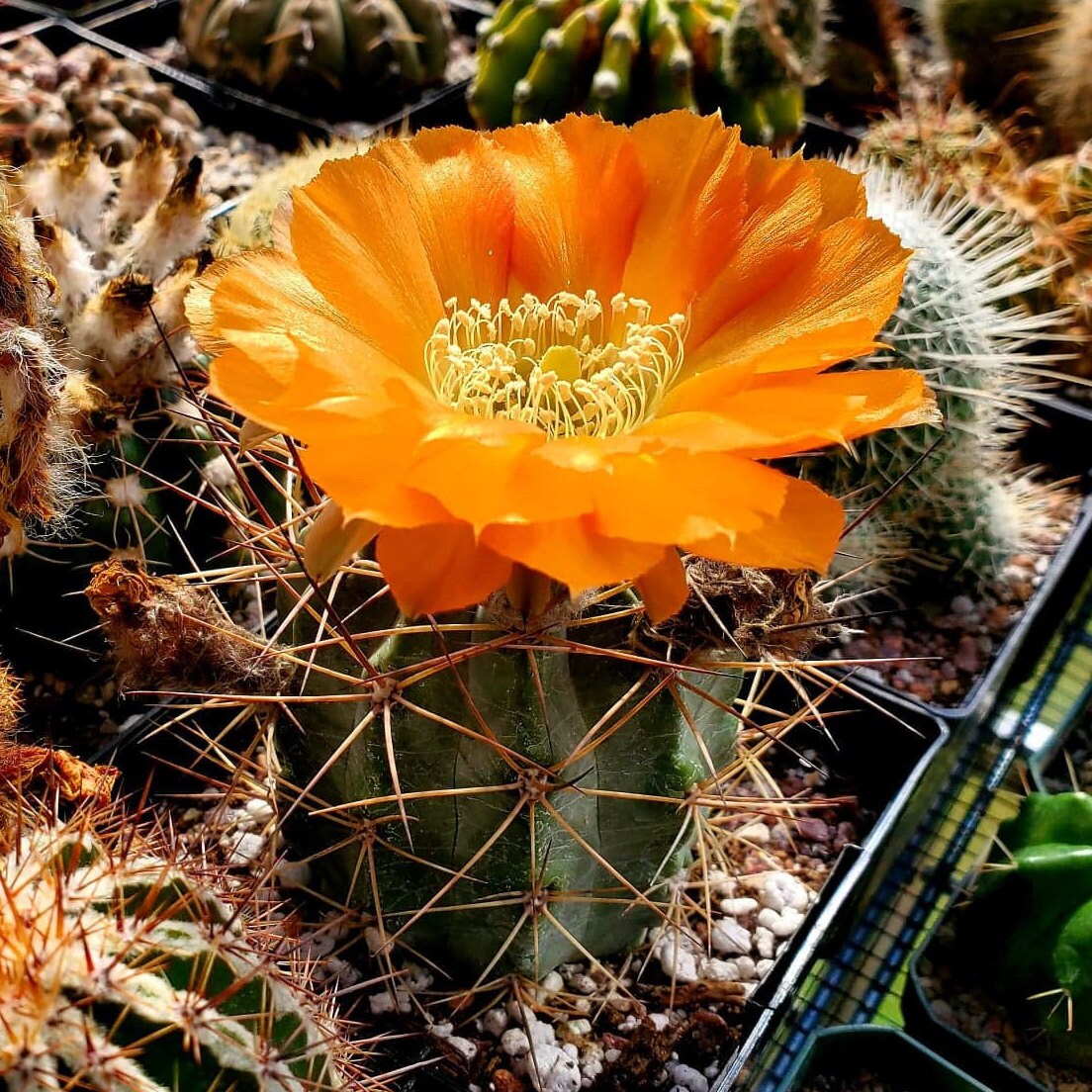 Acanthocalycium kuehassii - seeds