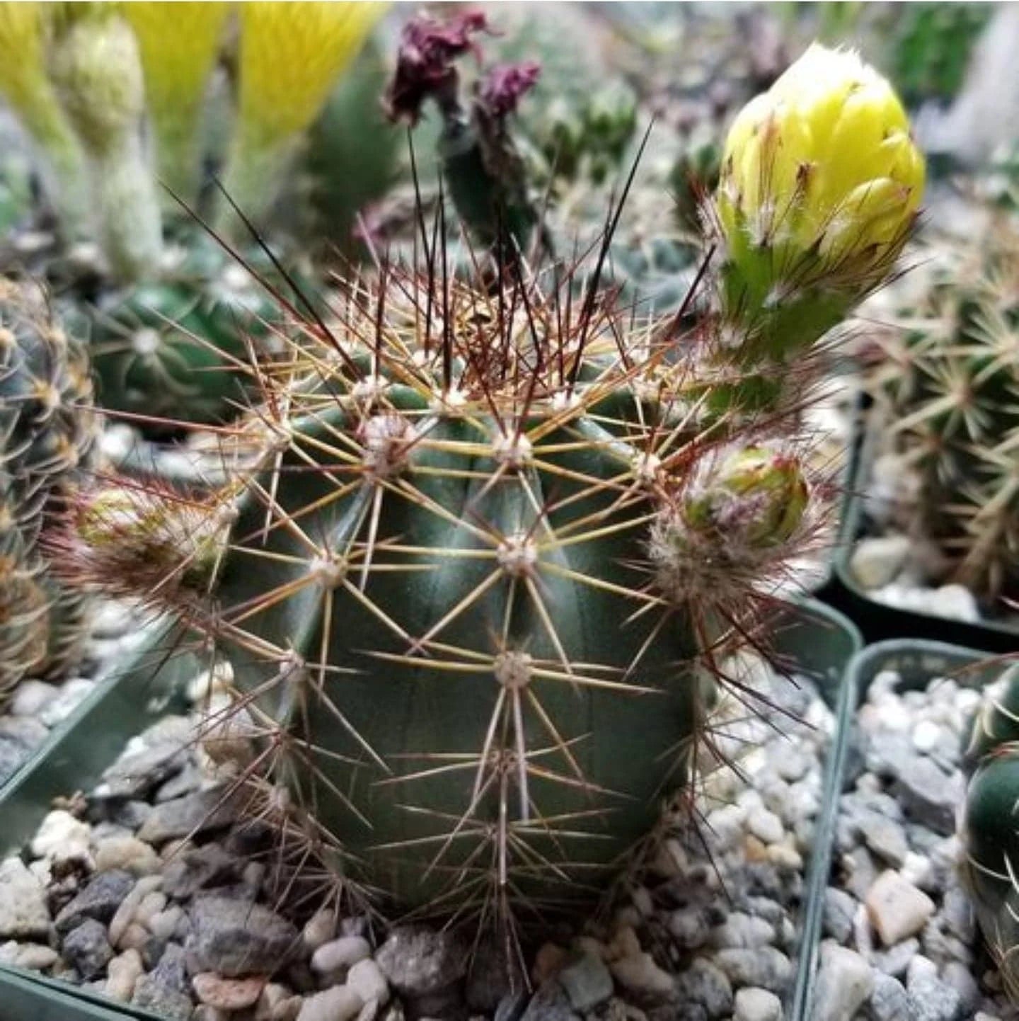 Echinocereus subinermis var. ochoterenae (15 seeds)