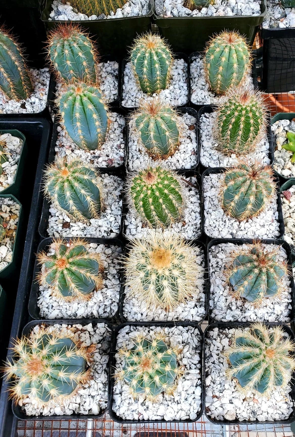 Pilosocereus azureus | The Blue Torch Cactus