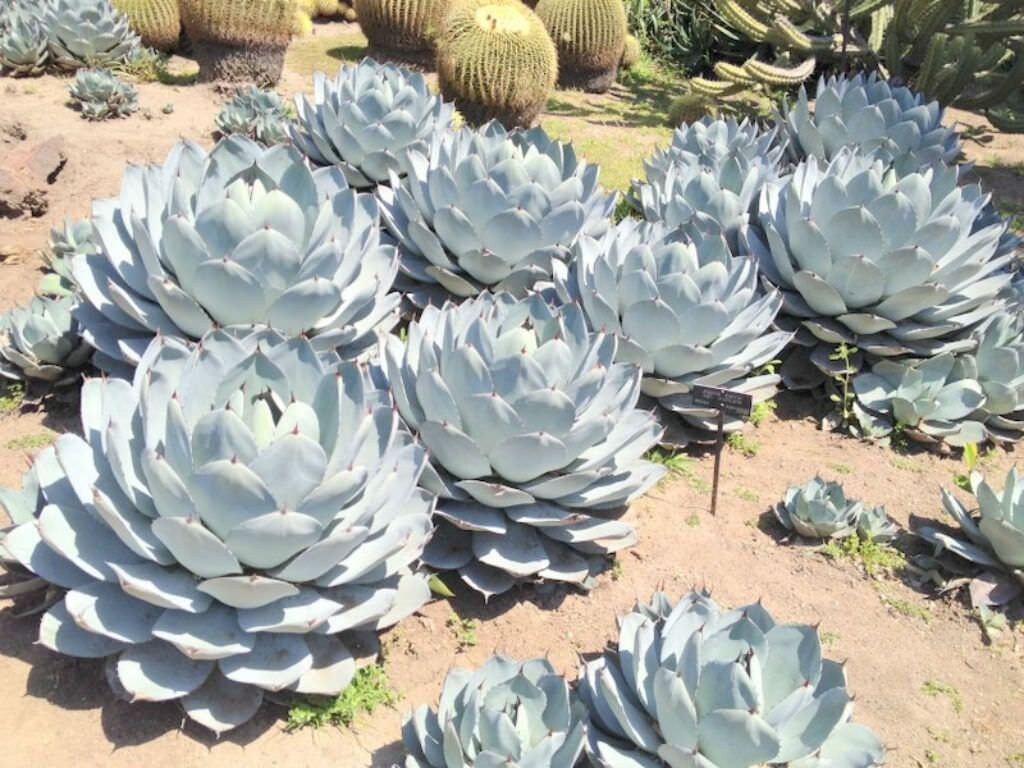 Agave parryi var. truncata
