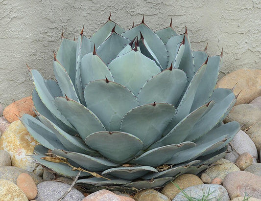 Agave parryi var. truncata