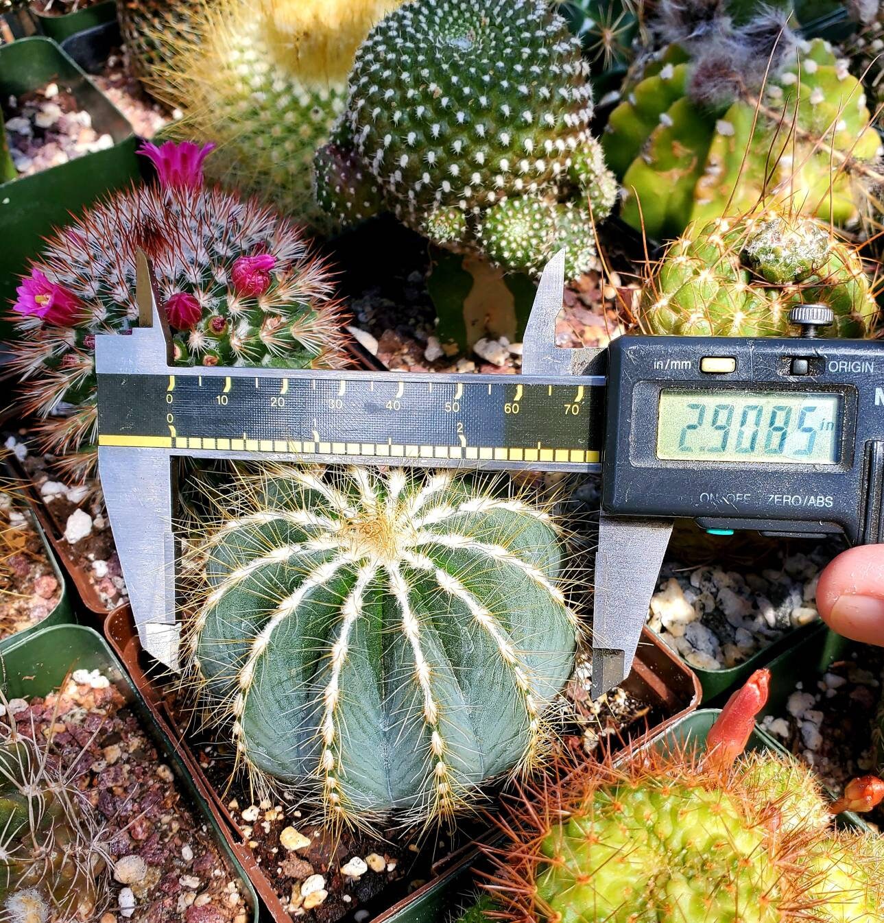 Notocactus magnifica | Parodia magnifica