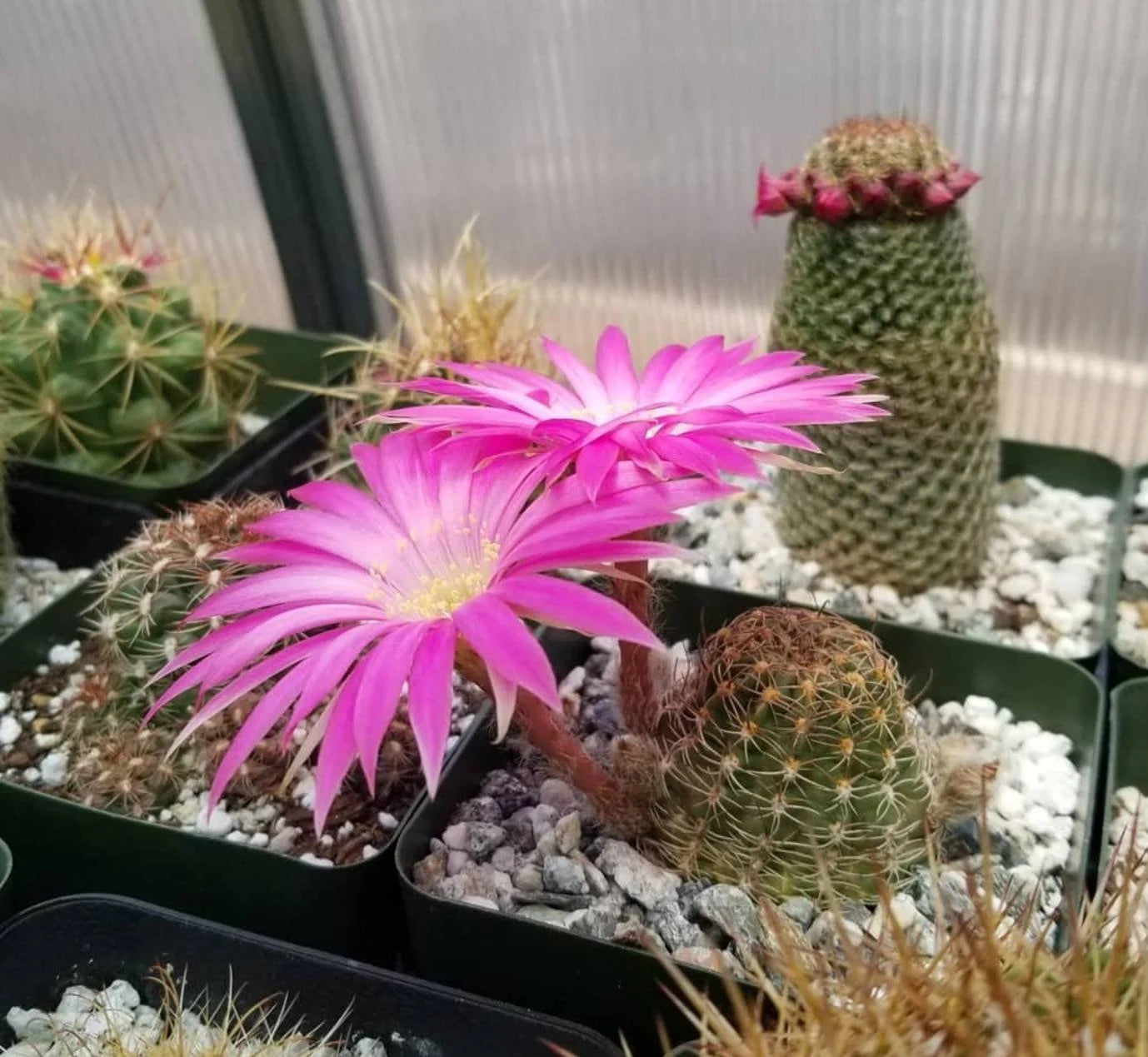 Lobivia winteriana (Live Plant)