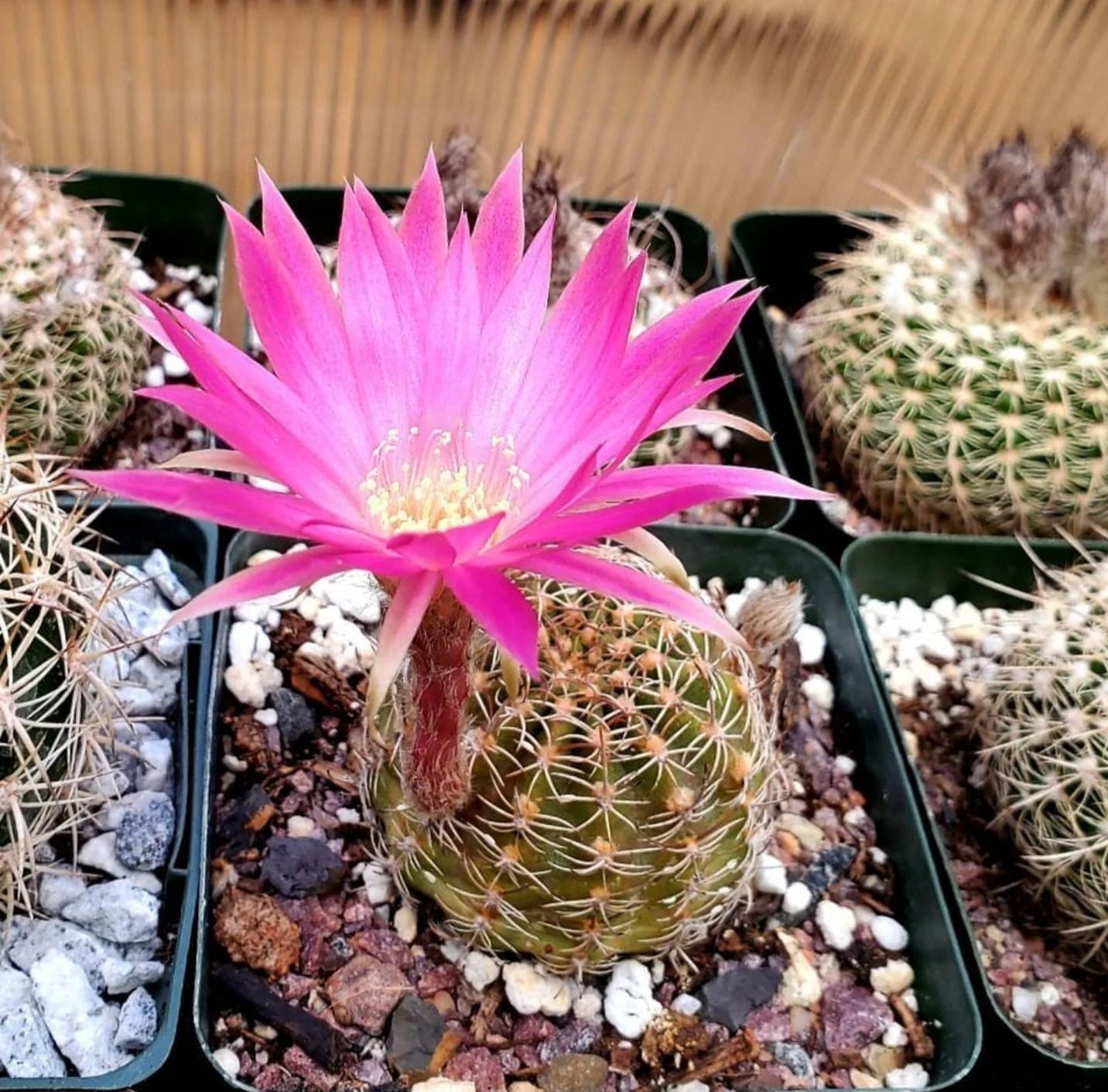 Lobivia winteriana (Live Plant)