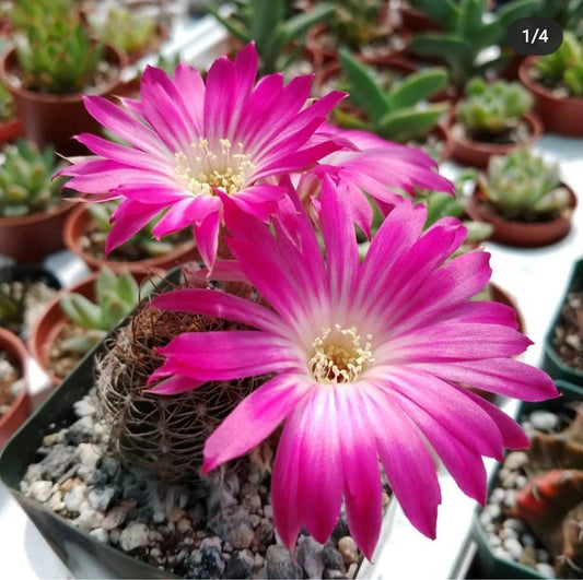 Lobivia winteriana (Live Plant)