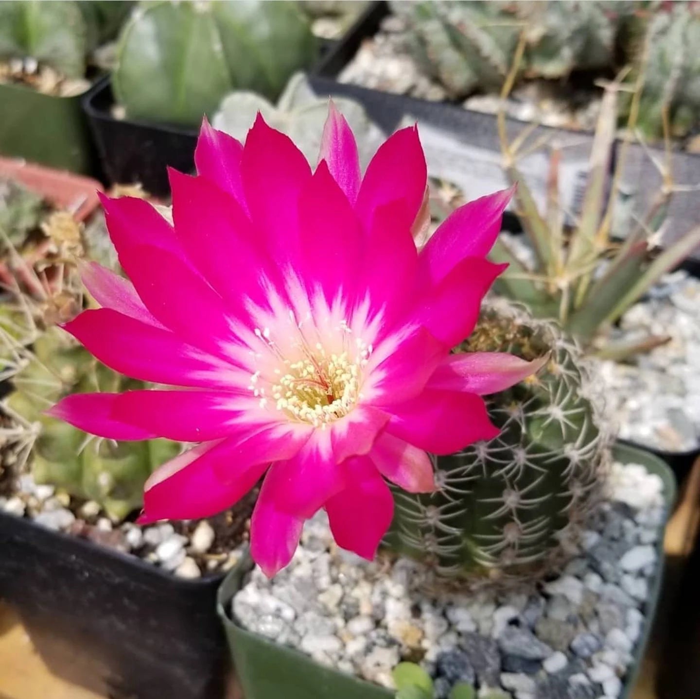 Lobivia winteriana (Live Plant)