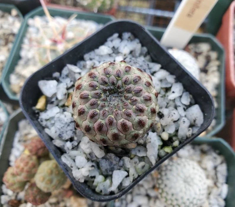 Sulcorebutia rauschii violacidermis | apple green