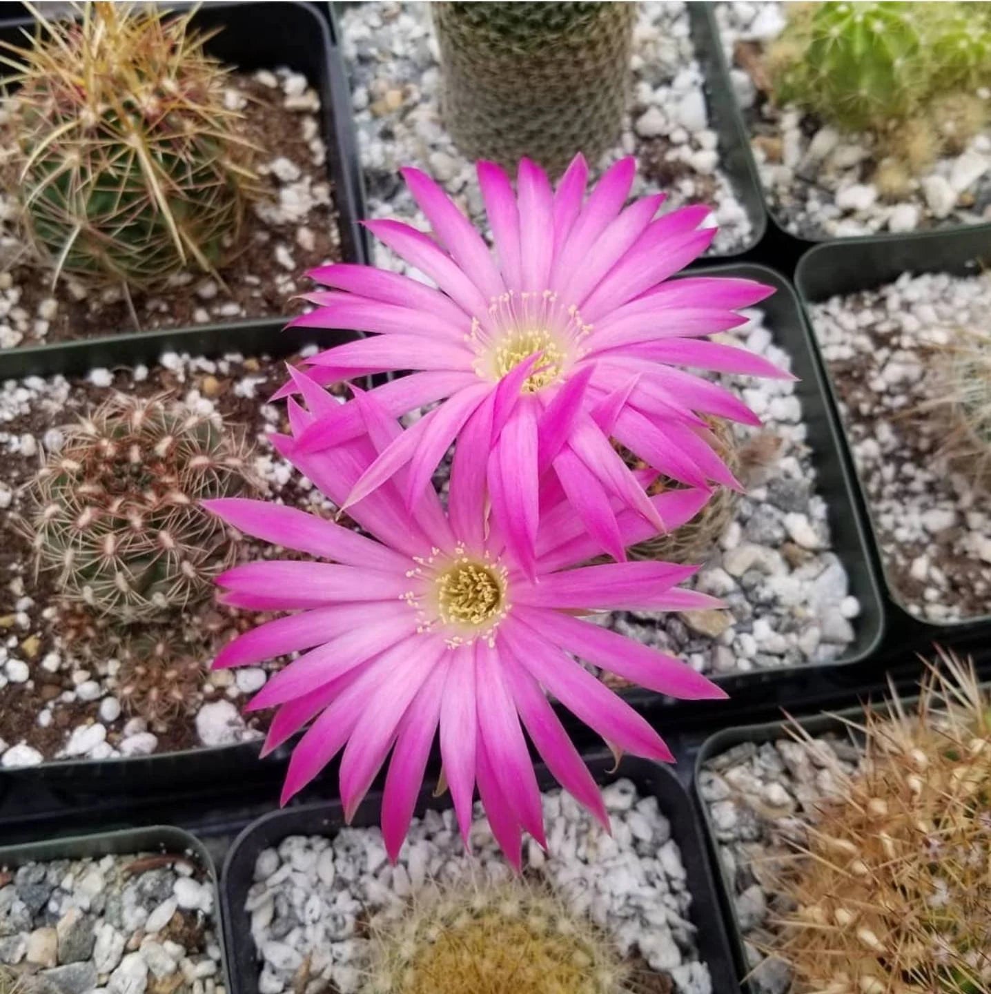 Lobivia winteriana (Live Plant)