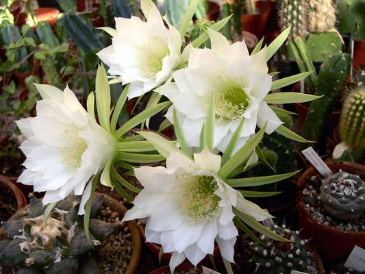 Echinopsis subdenudata | Domino Cactus