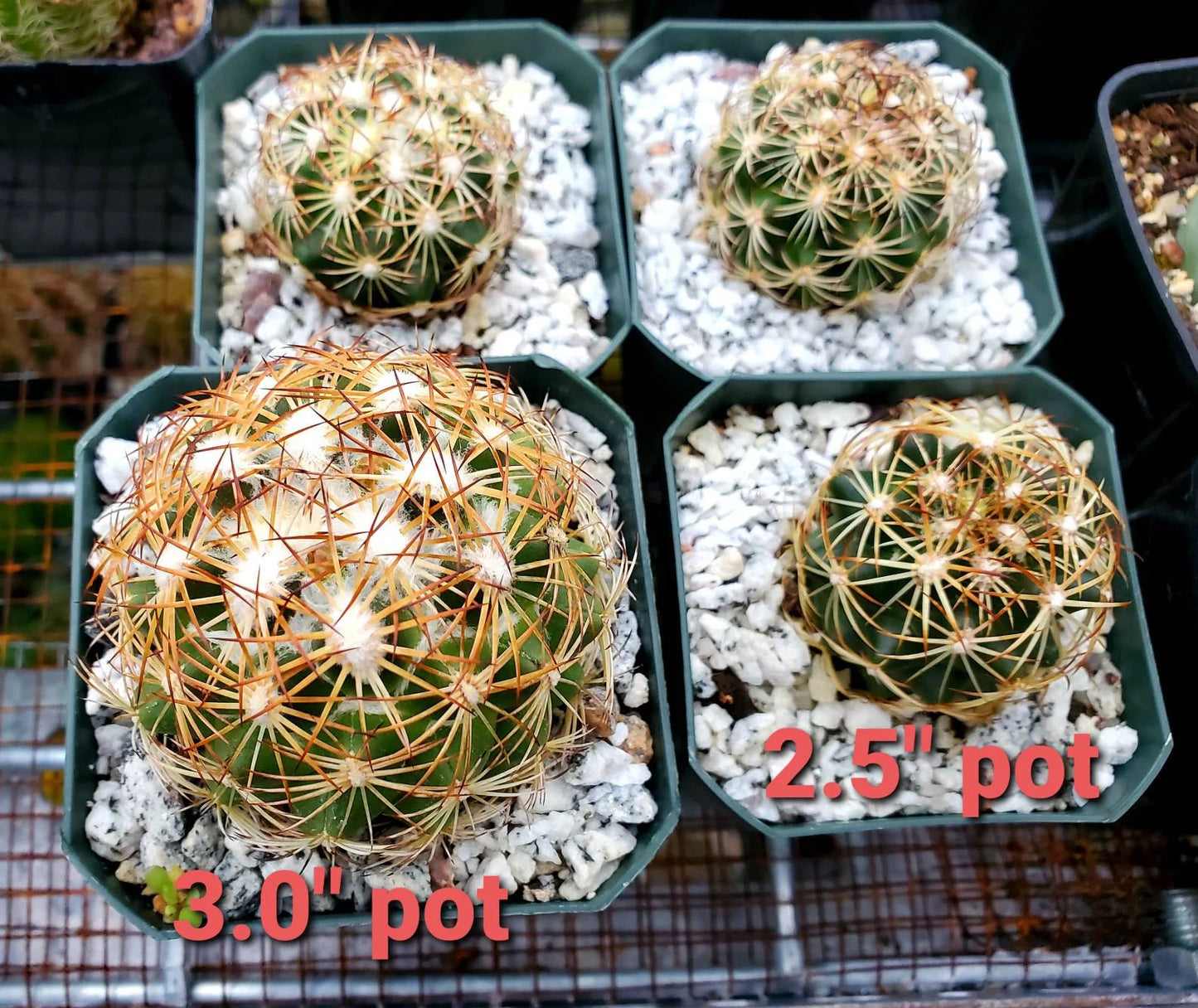 Coryphantha retusa