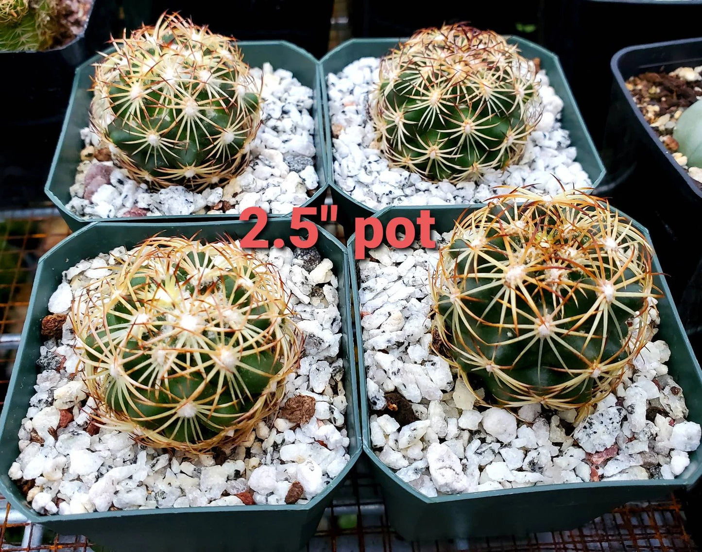 Coryphantha retusa