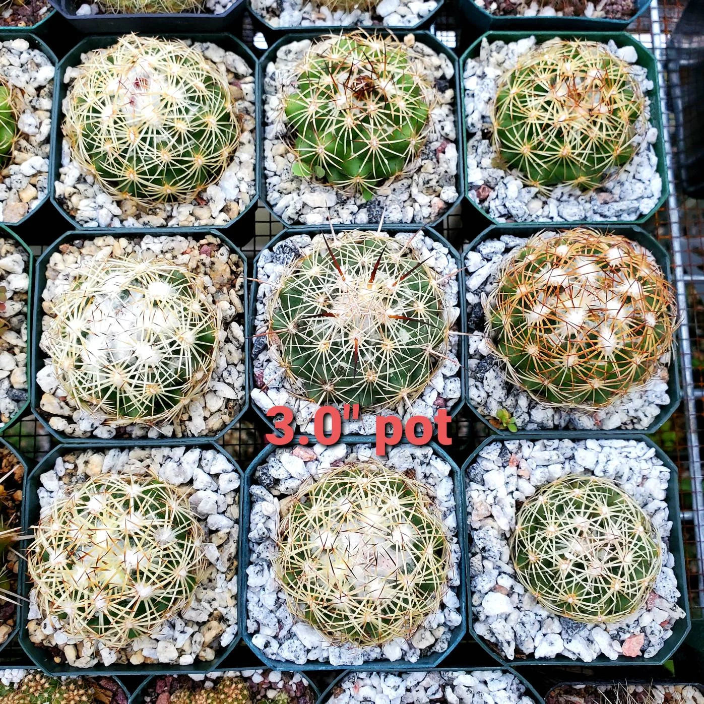 Coryphantha retusa