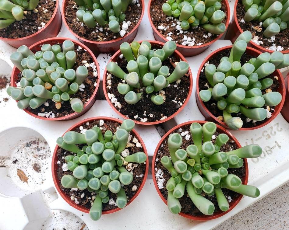 Fenestraria rhopalophylla | baby toes succulent