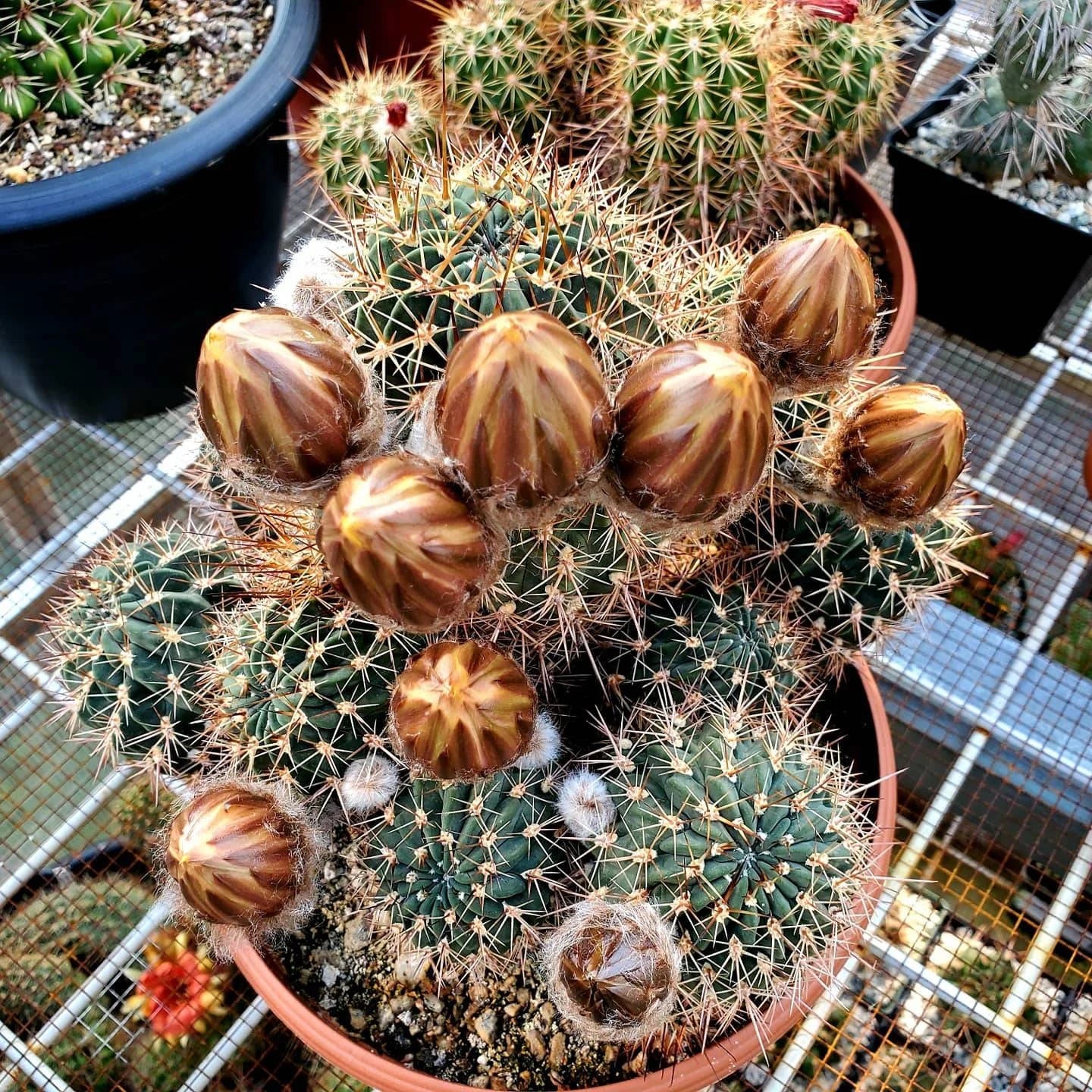 Echinopsis | Lobivia jajoiana var. nigrostoma (15 seeds)