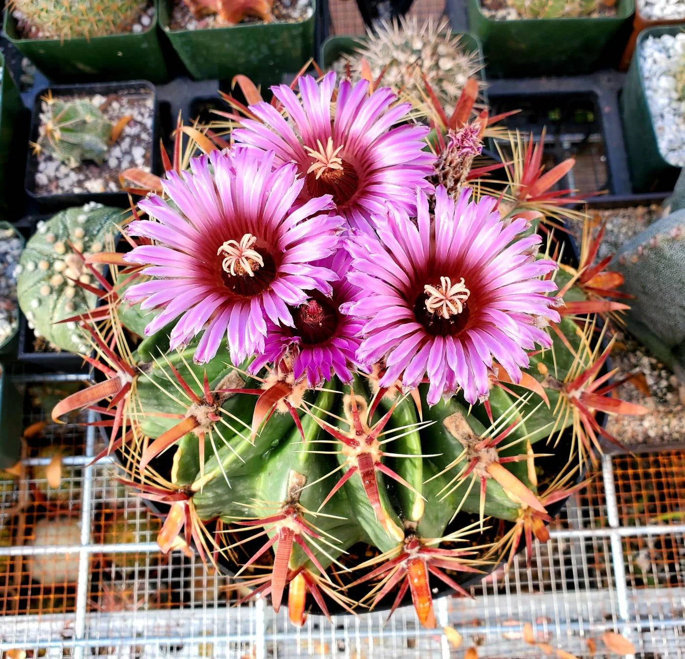 10 Graines De Ferocactus Latispinus - Cactus Ornemental Avec épines Rouges - Plante Succulente Moyenne