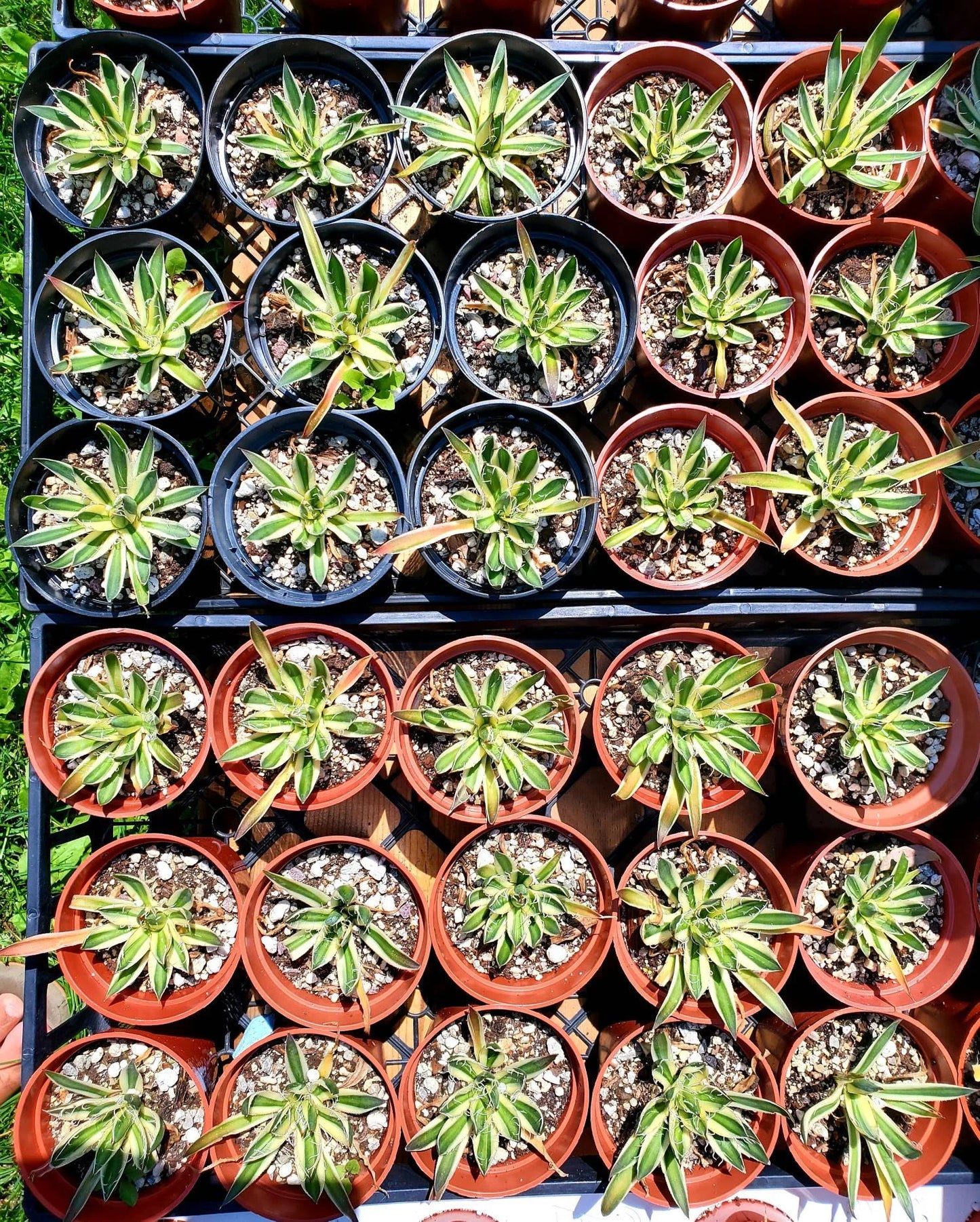 Agave schidigera 'Royal Flush