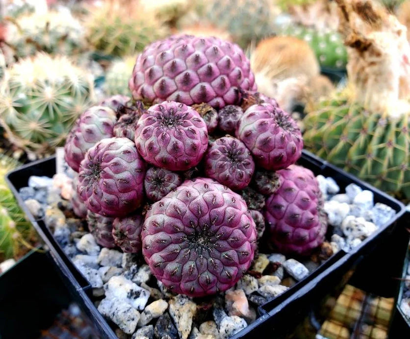 Sulcorebutia rauschii violacidermis | apple green