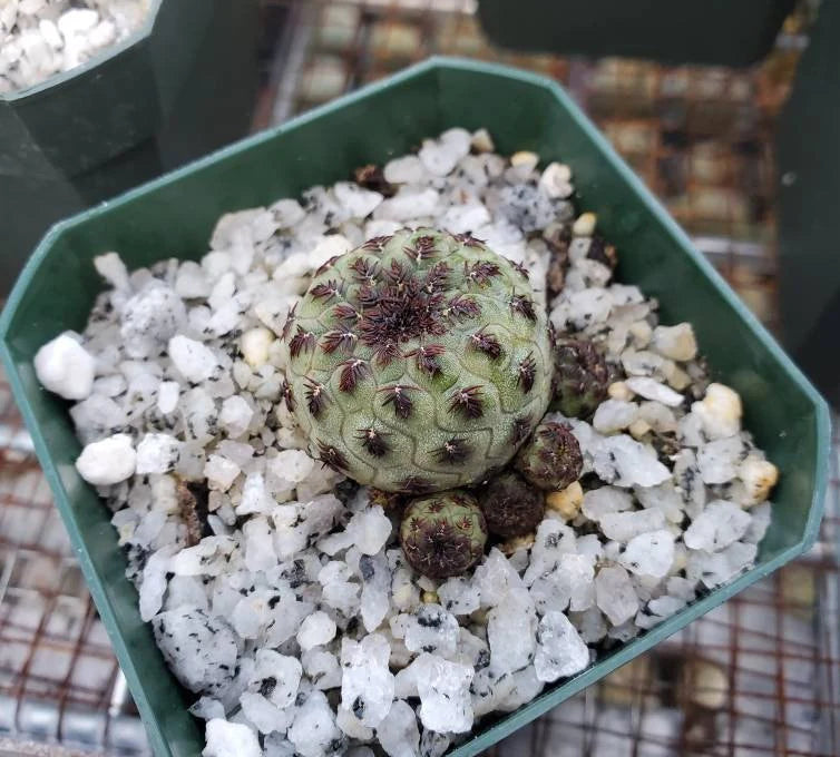 Sulcorebutia rauschii violacidermis | apple green