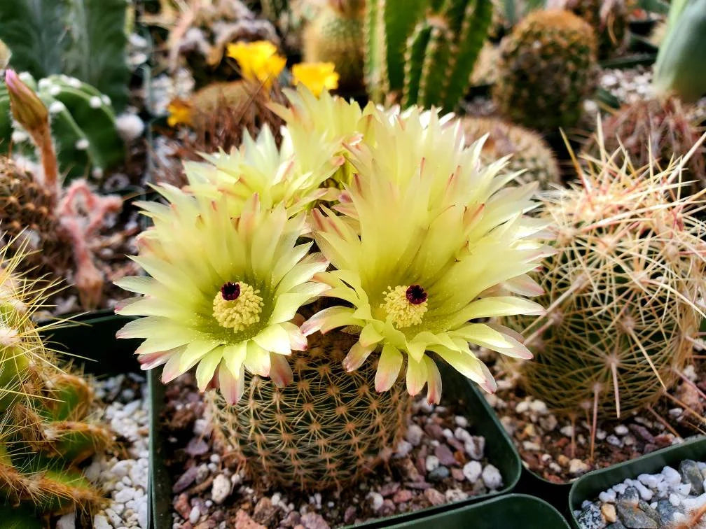 Notocactus elegans