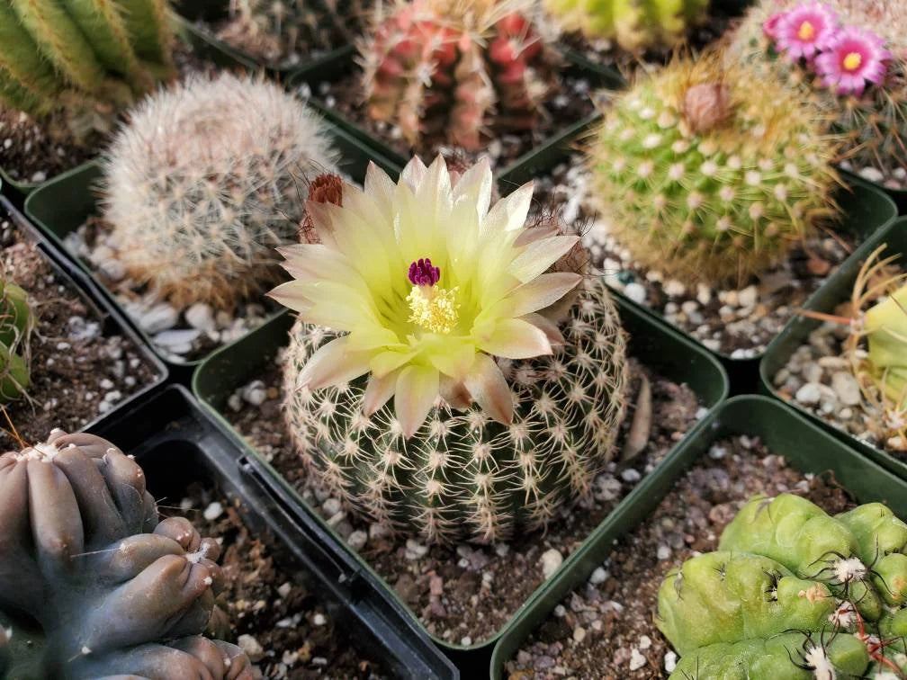 Notocactus elegans