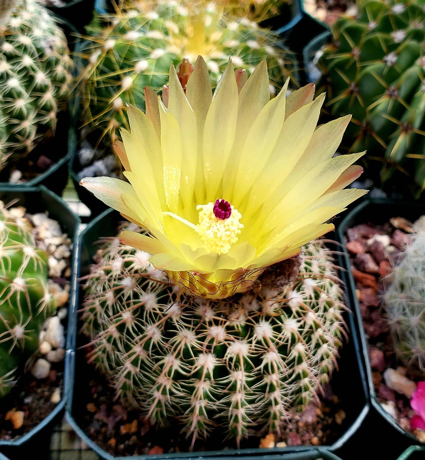 Notocactus elegans