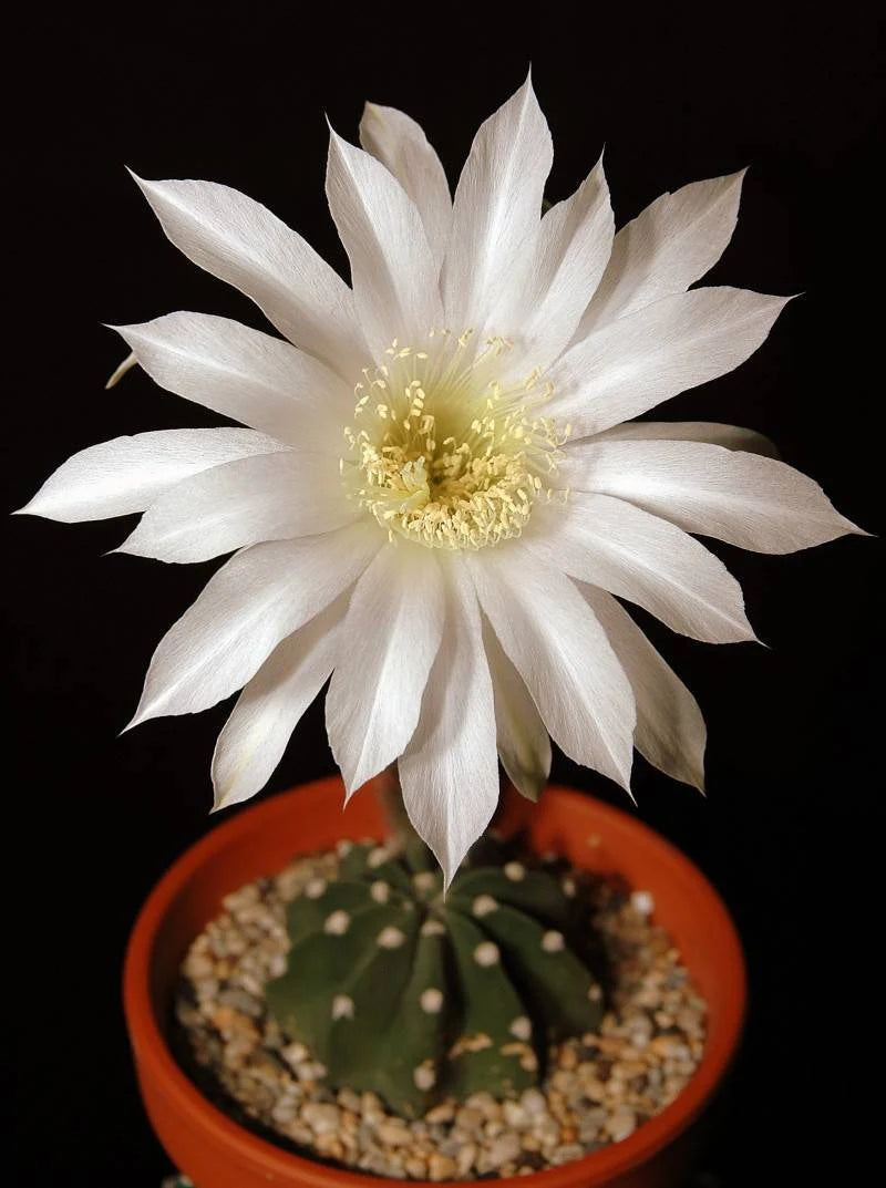 Echinopsis subdenudata | Domino Cactus
