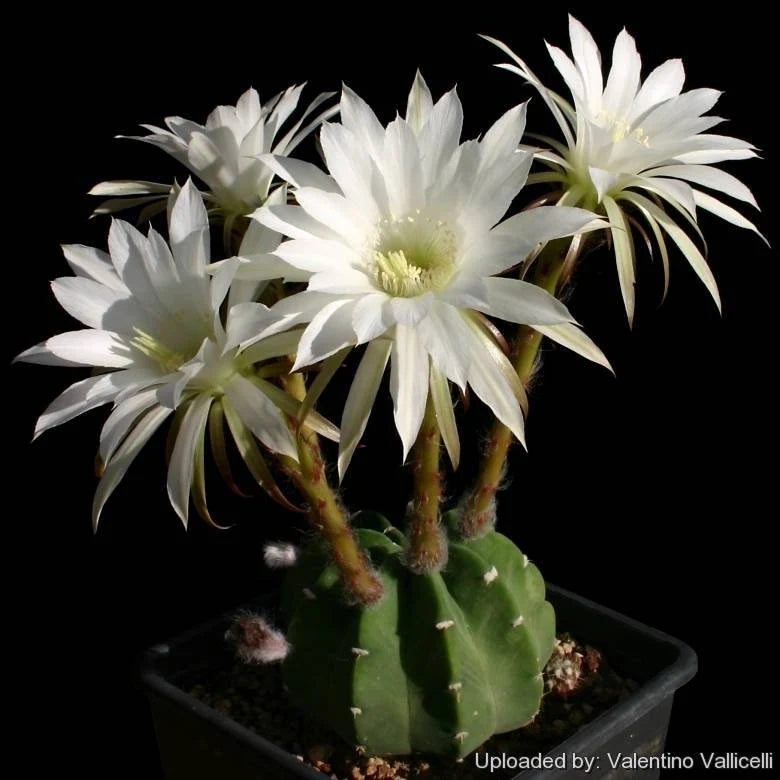 Echinopsis subdenudata | Domino Cactus