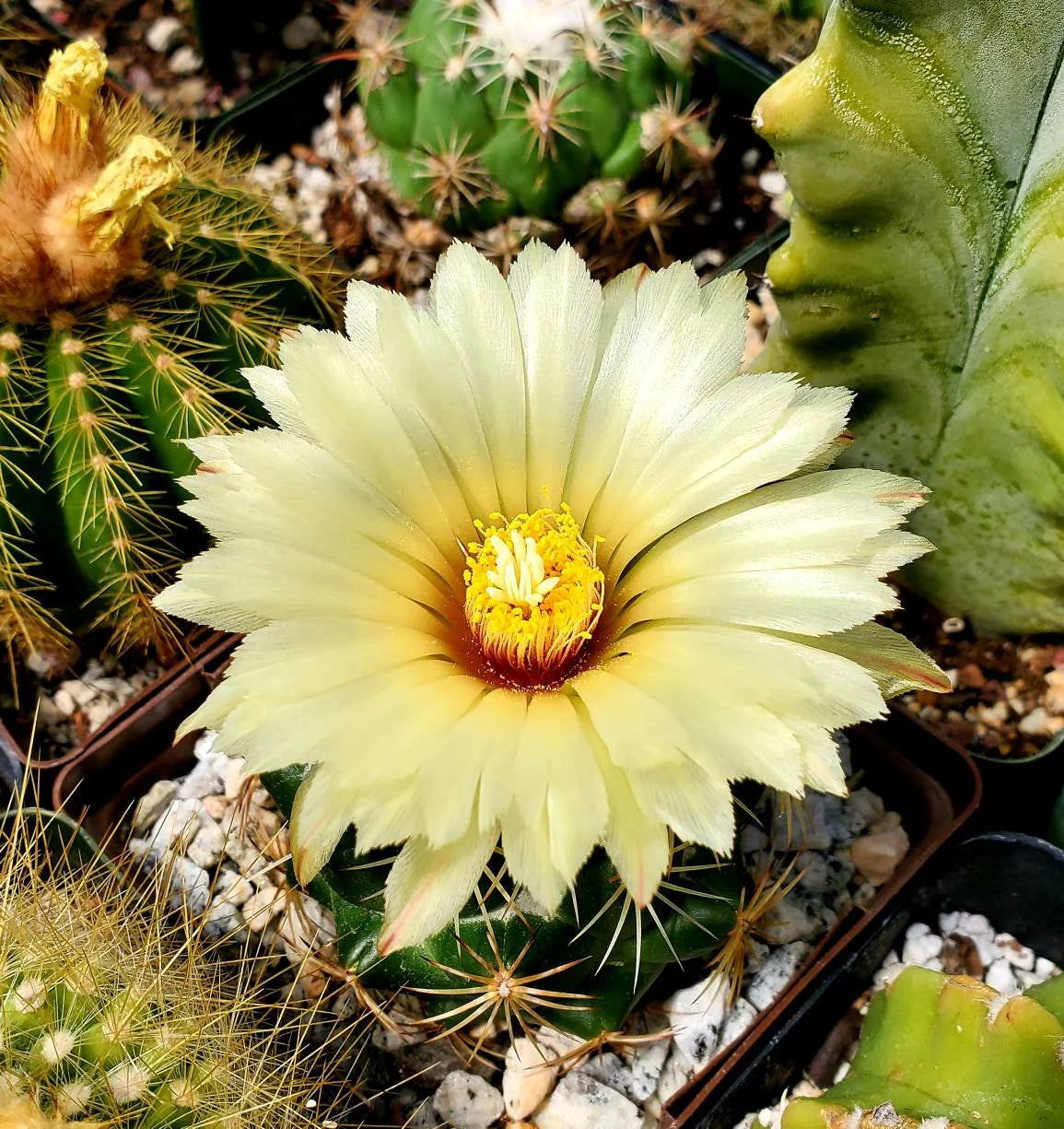 Coryphantha retusa