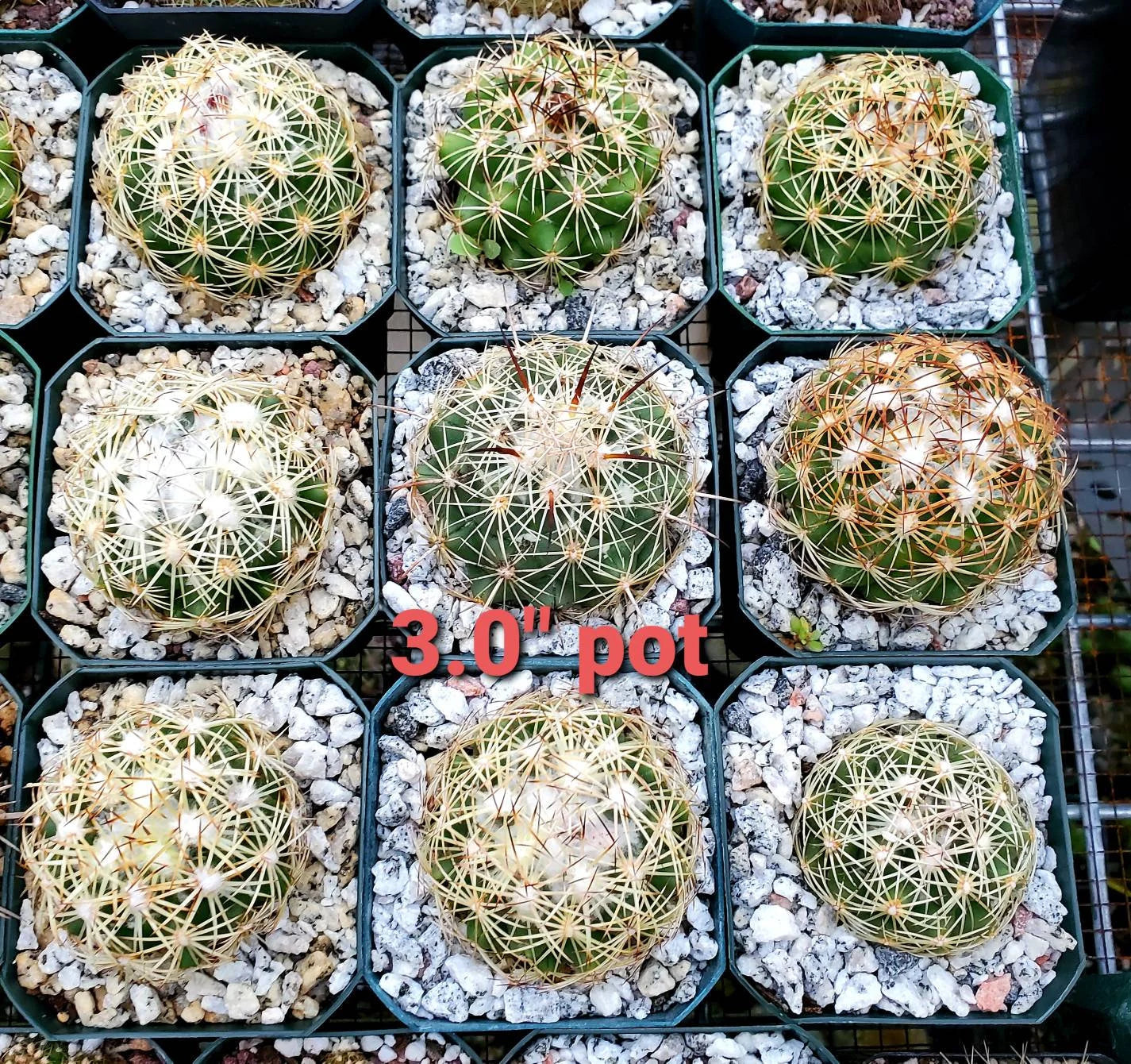 Coryphantha retusa