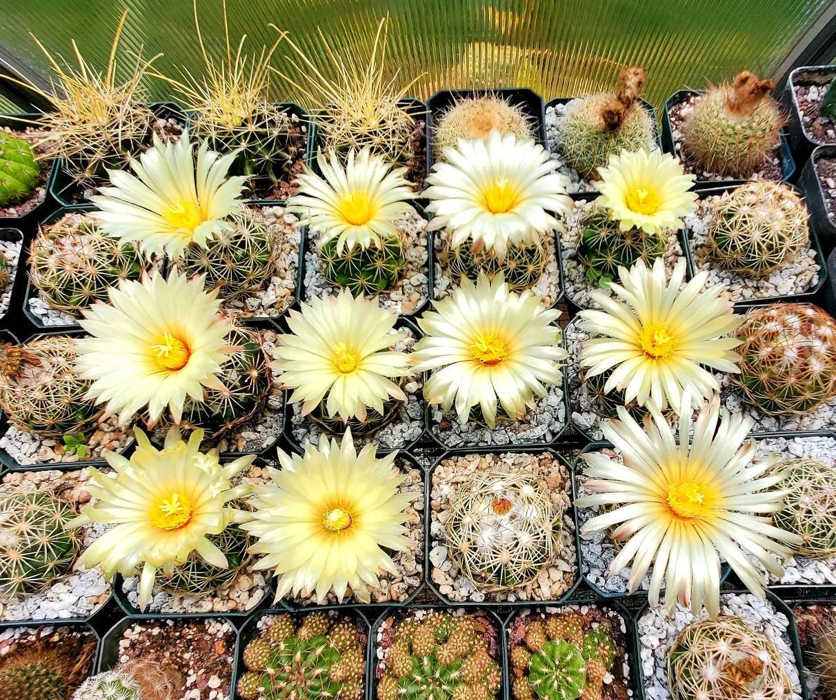 Coryphantha retusa