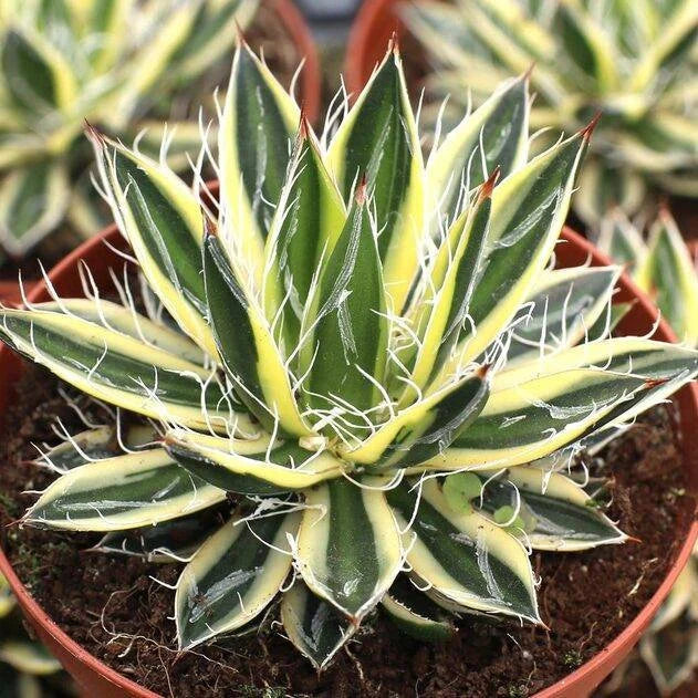 Agave schidigera 'Royal Flush