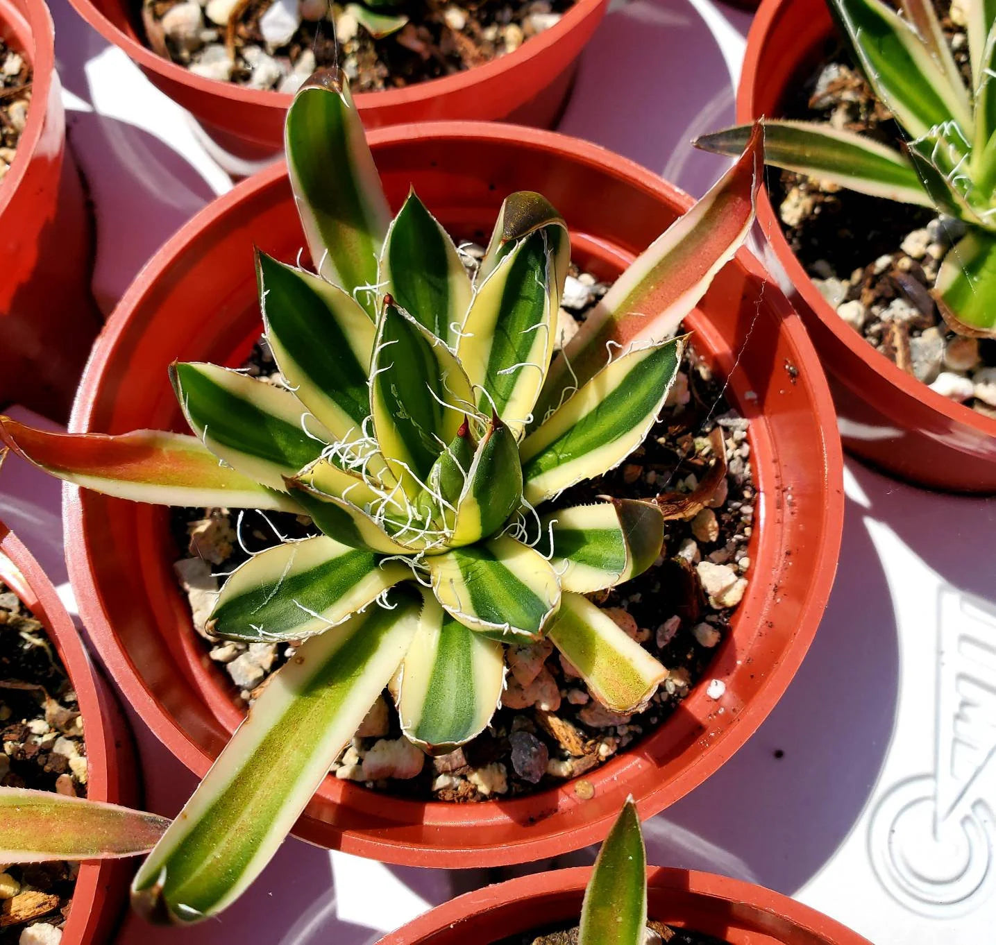 Agave schidigera 'Royal Flush