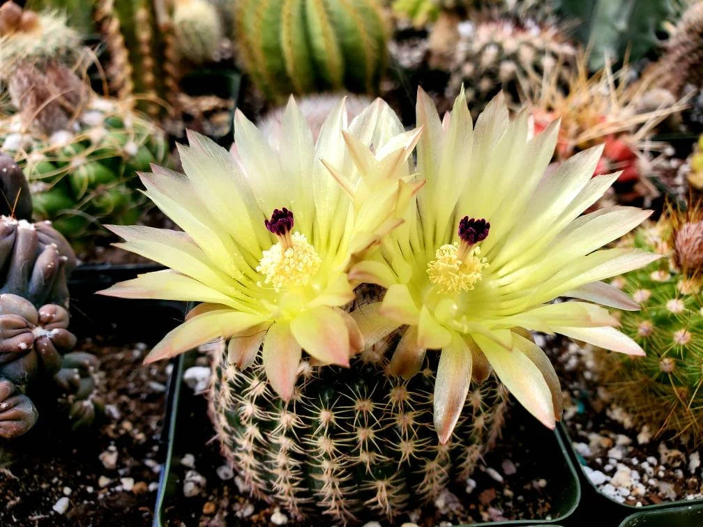 Notocactus elegans