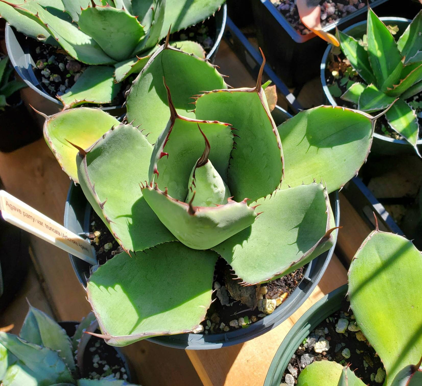 Agave parryi var. truncata