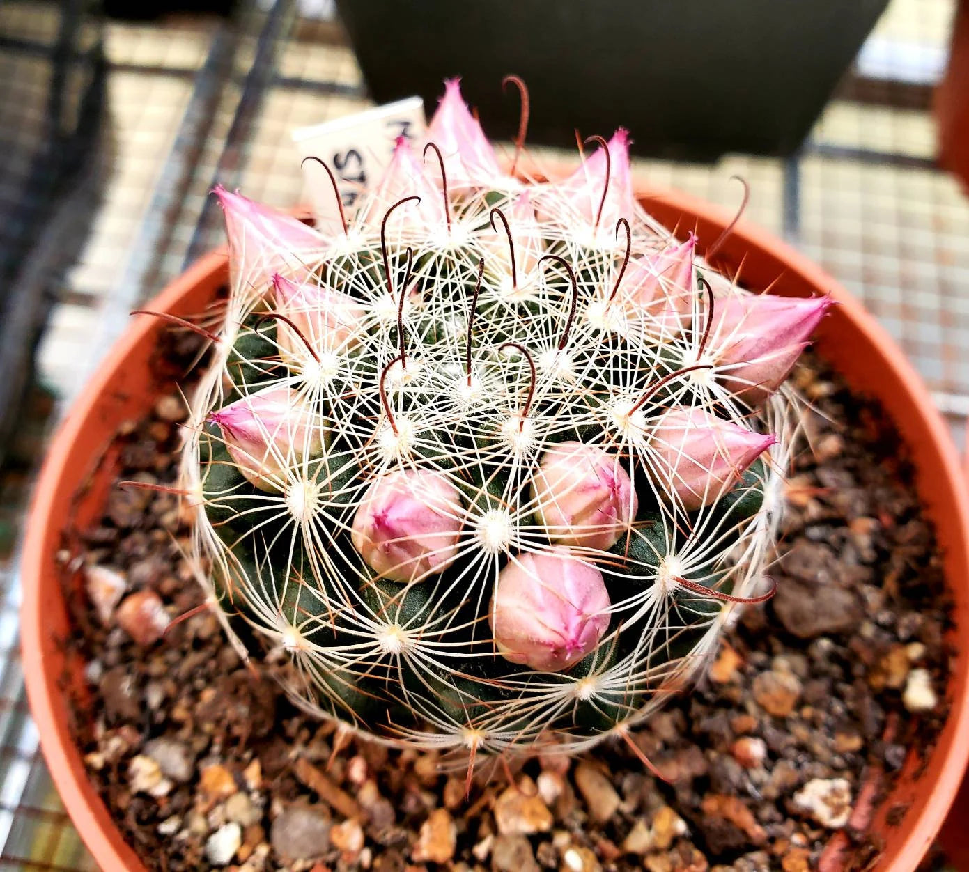 Mammillaria longiflora subsp. stampferi (10 seeds)