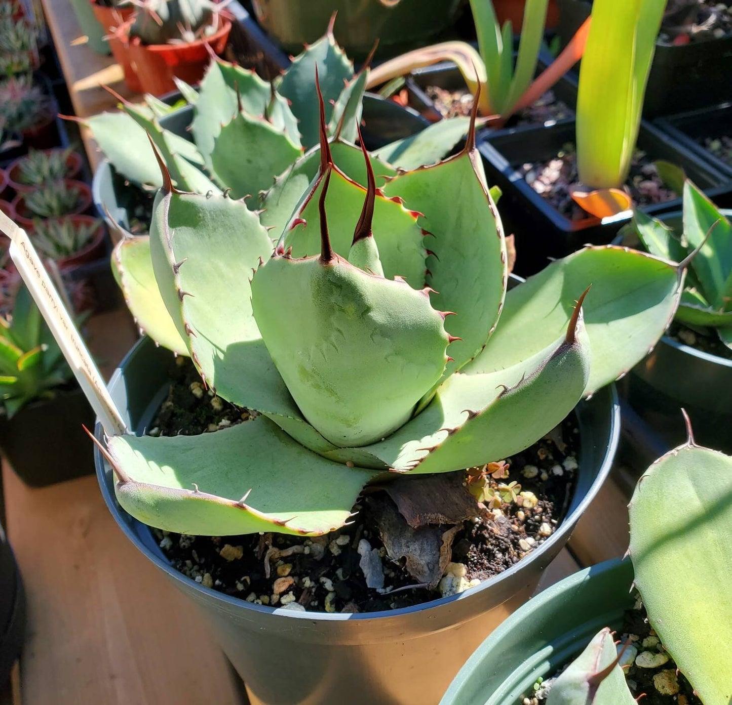 Agave parryi var. truncata
