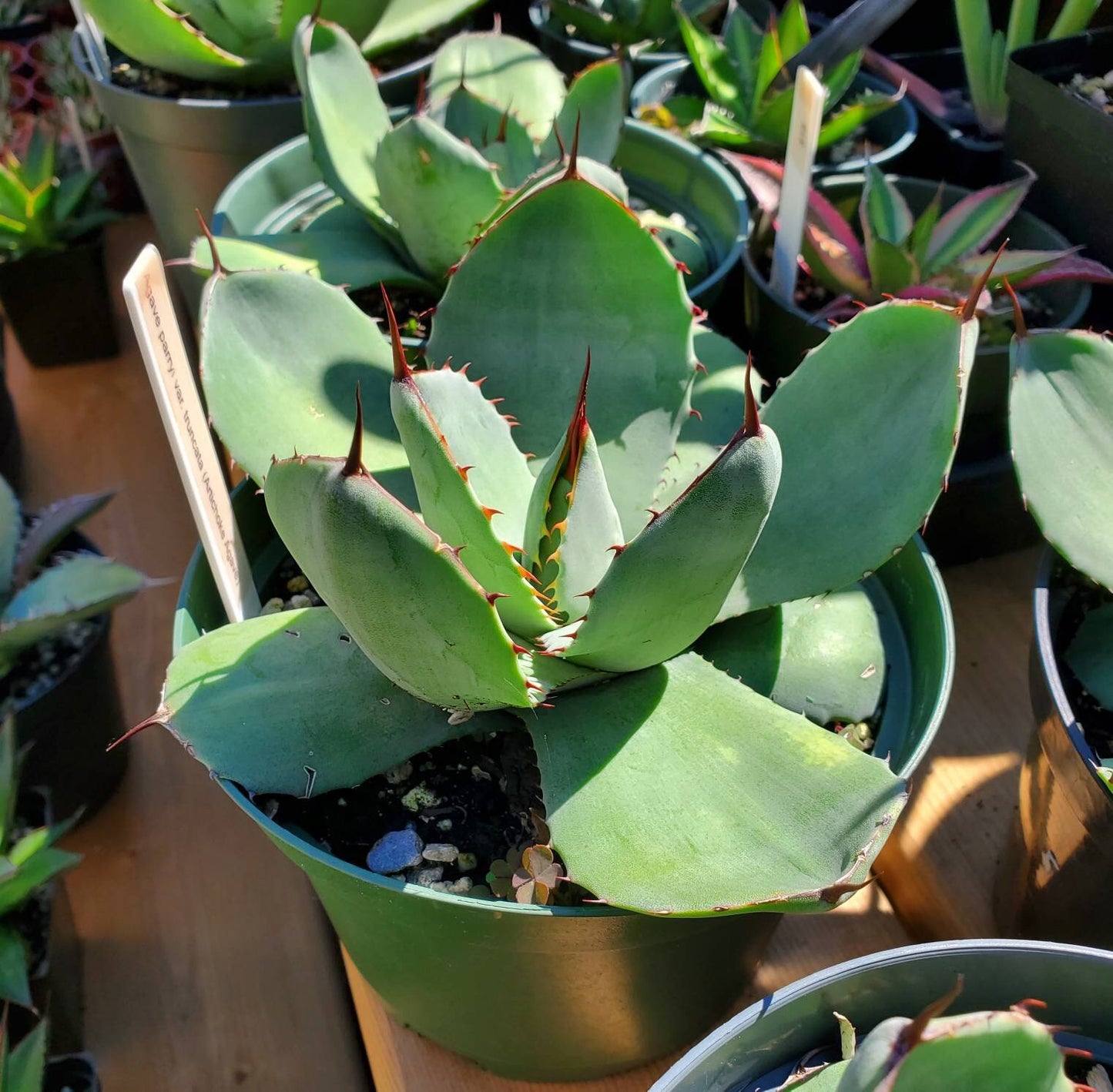 Agave parryi var. truncata