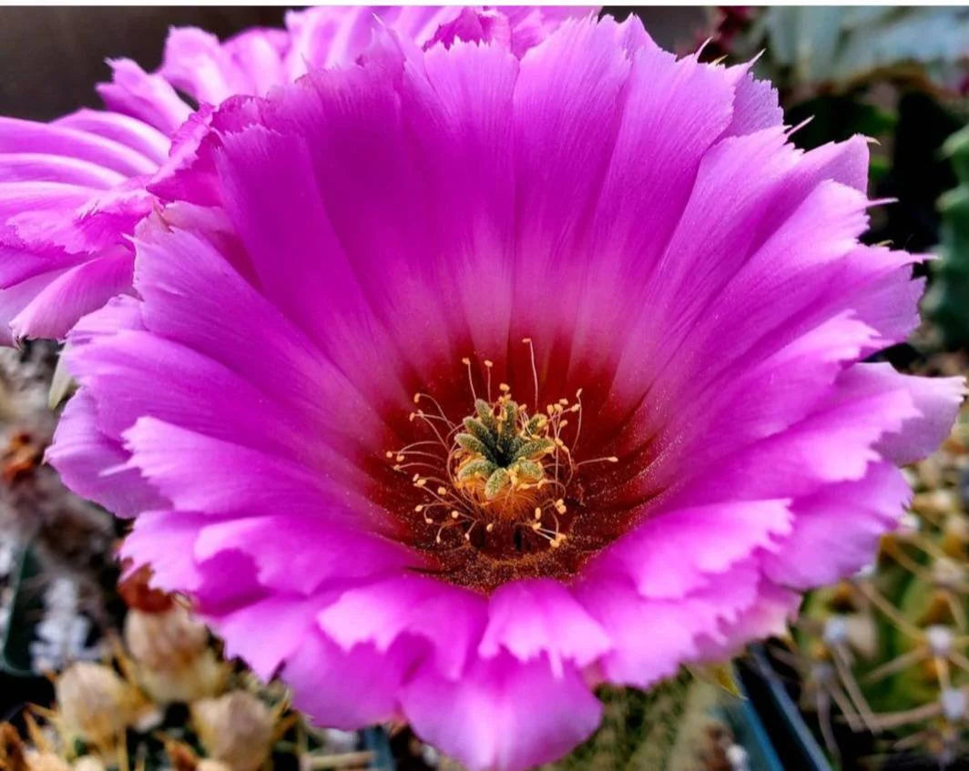 Echinocereus reichenbachii ssp. baileyi (20 seeds)