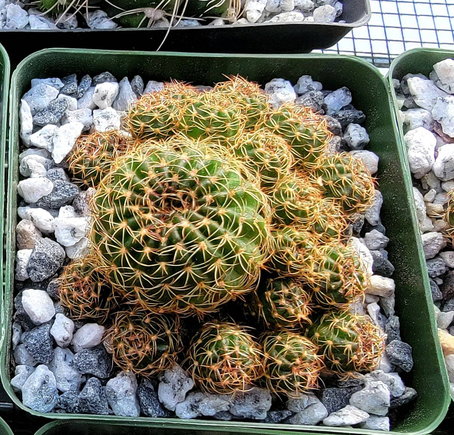 Echinopsis ancistrophora clump