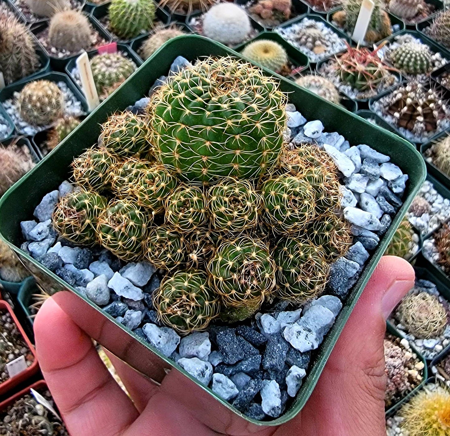 Echinopsis ancistrophora clump