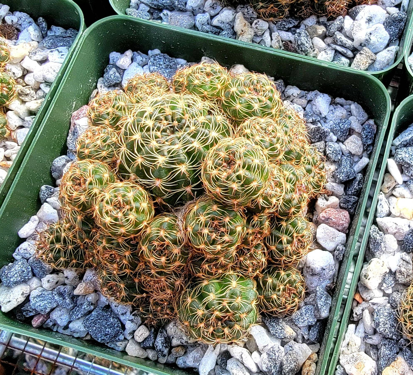 Echinopsis ancistrophora clump