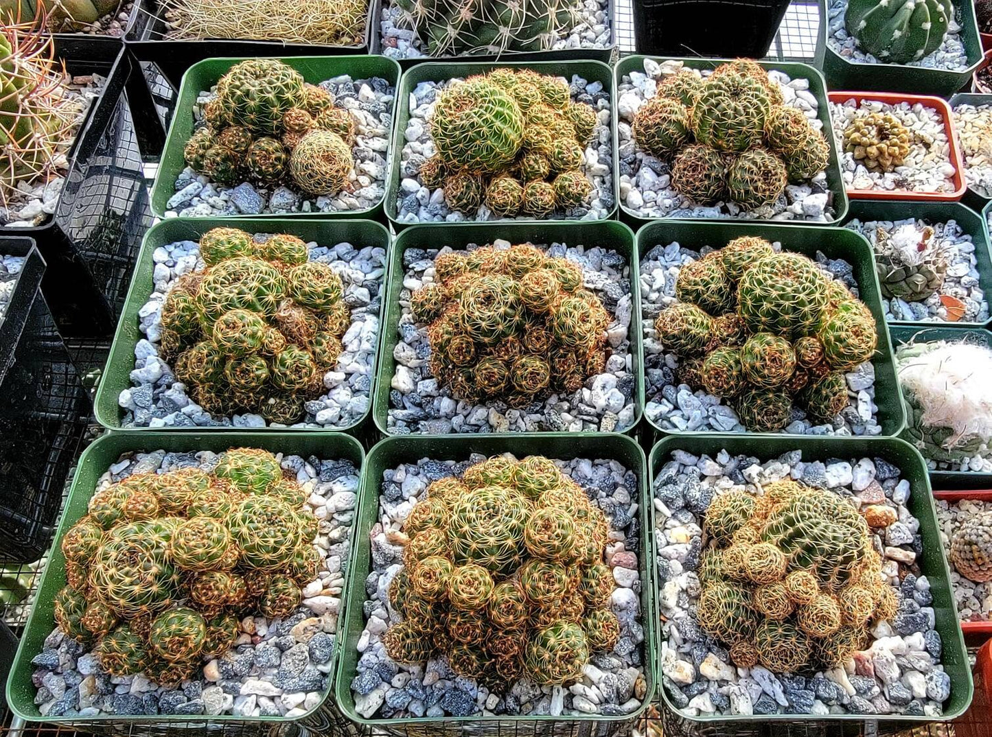 Echinopsis ancistrophora clump