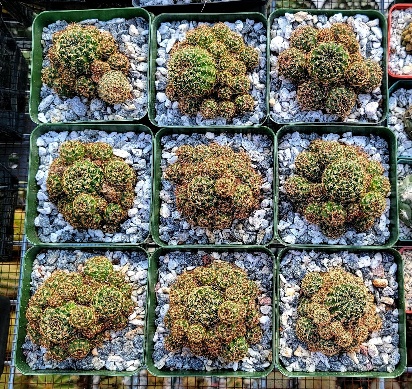 Echinopsis ancistrophora clump