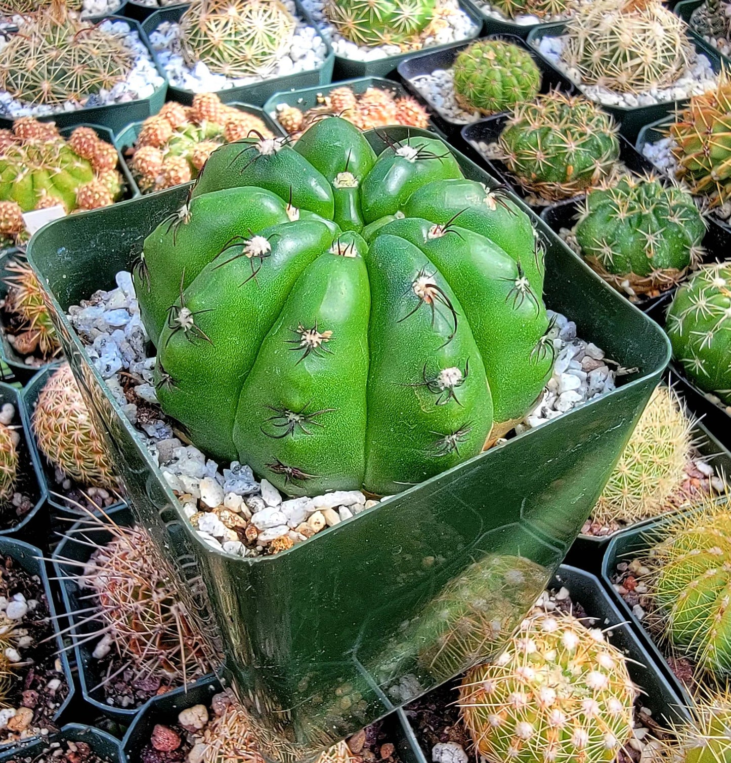 Notocactus ottonis | Parodia ottonis subs. horstii