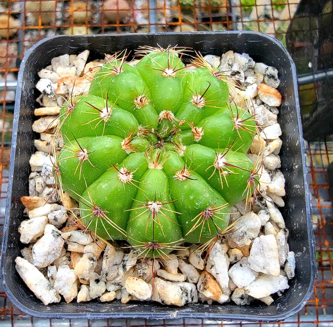 Notocactus ottonis | Parodia ottonis subs. horstii