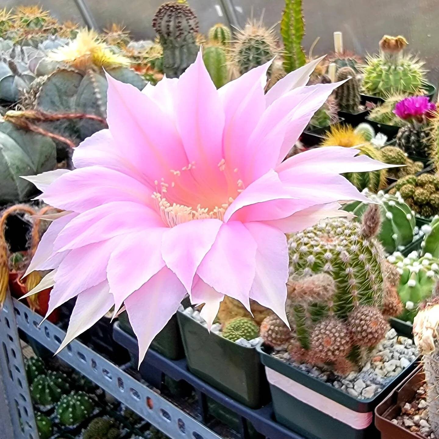 Echinopsis offshoots