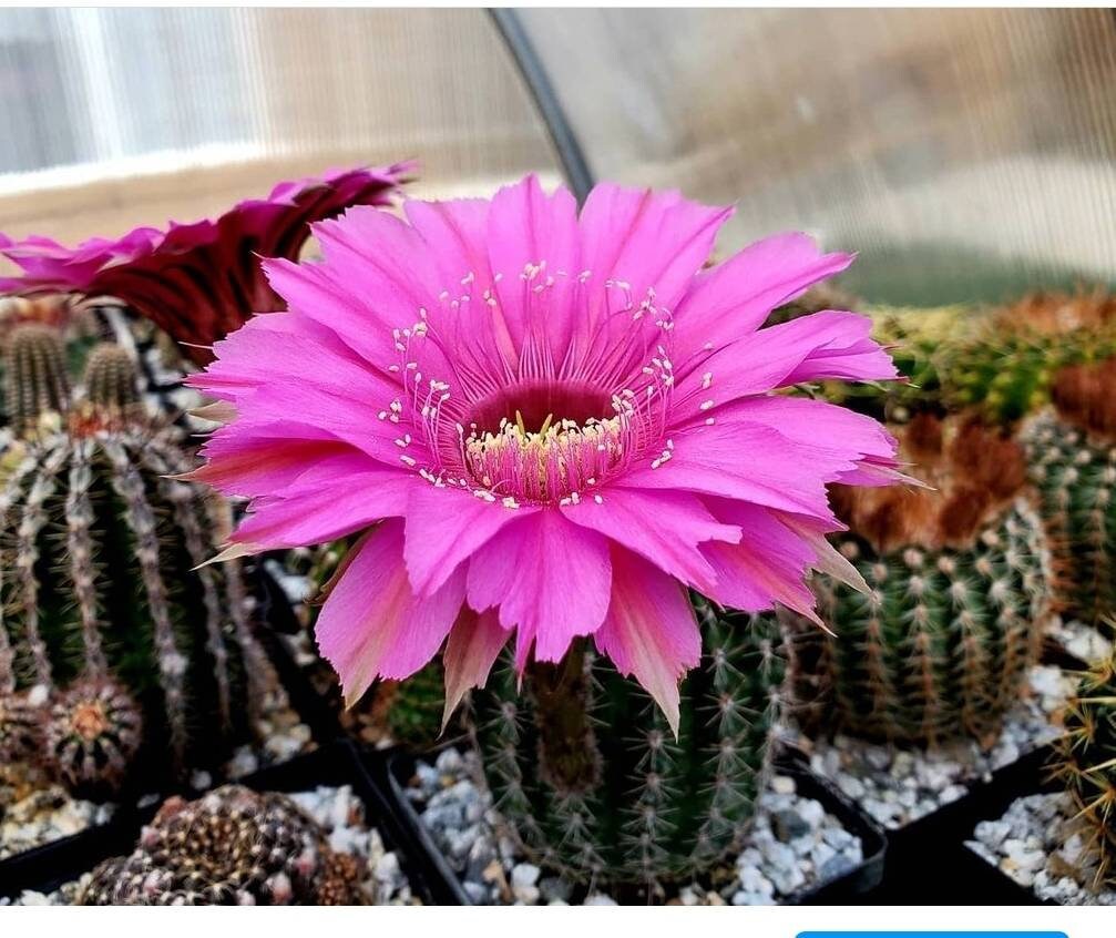 Echinopsis offshoots